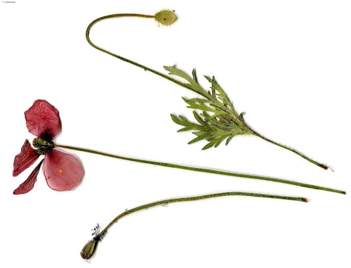 Papaver dubium x P. rhoeas (Papaveraceae)